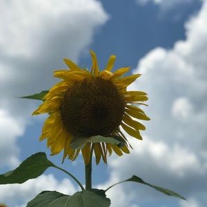 Meet your Posher, Cherilyn